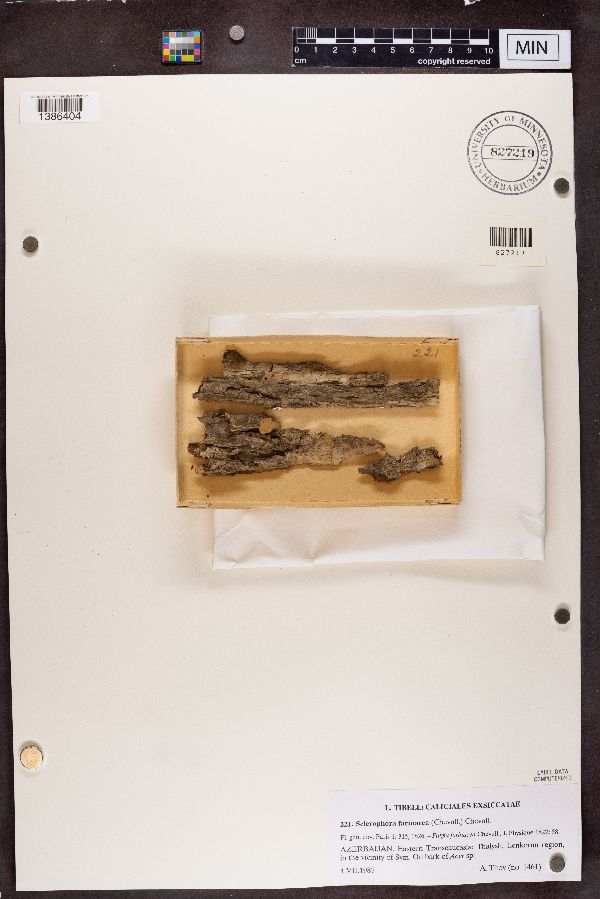 Sclerophora farinacea image