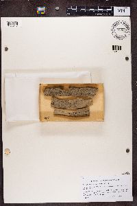 Chaenotheca hispidula image