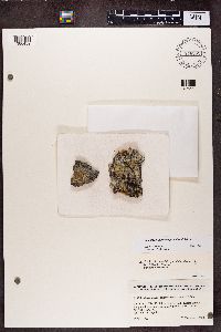 Gyalolechia xanthostigmoidea image