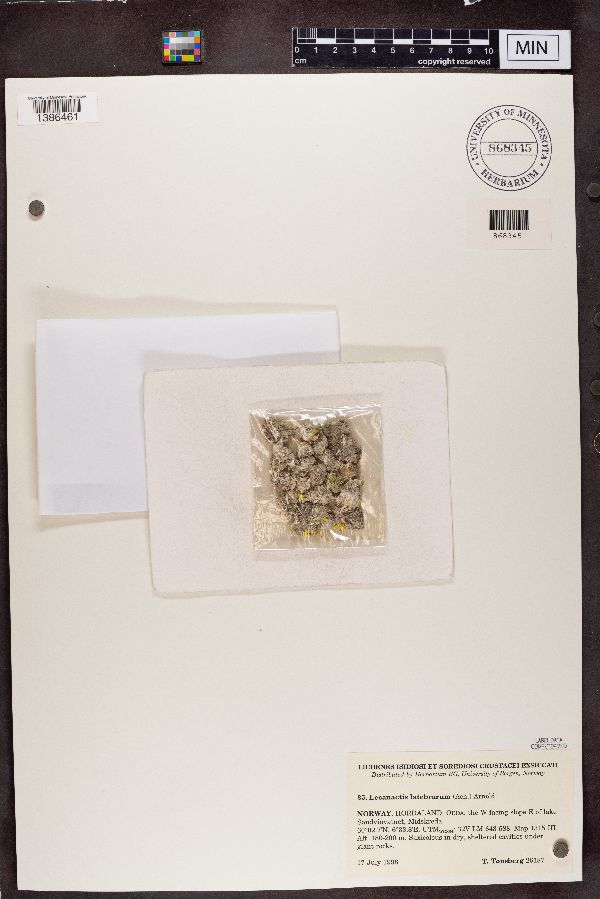 Lecanactis latebrarum image
