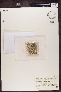 Dendrographa latebrarum image