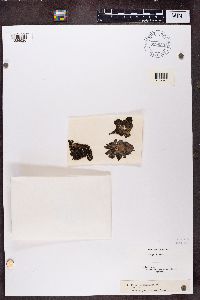 Umbilicaria proboscidea image