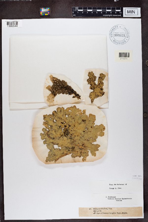 Lobaria scrobiculata image