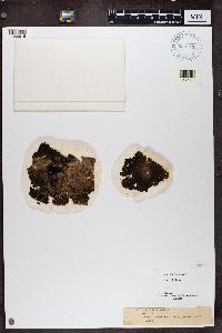 Lasallia pennsylvanica image