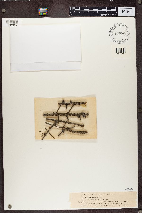 Bacidia neglecta image