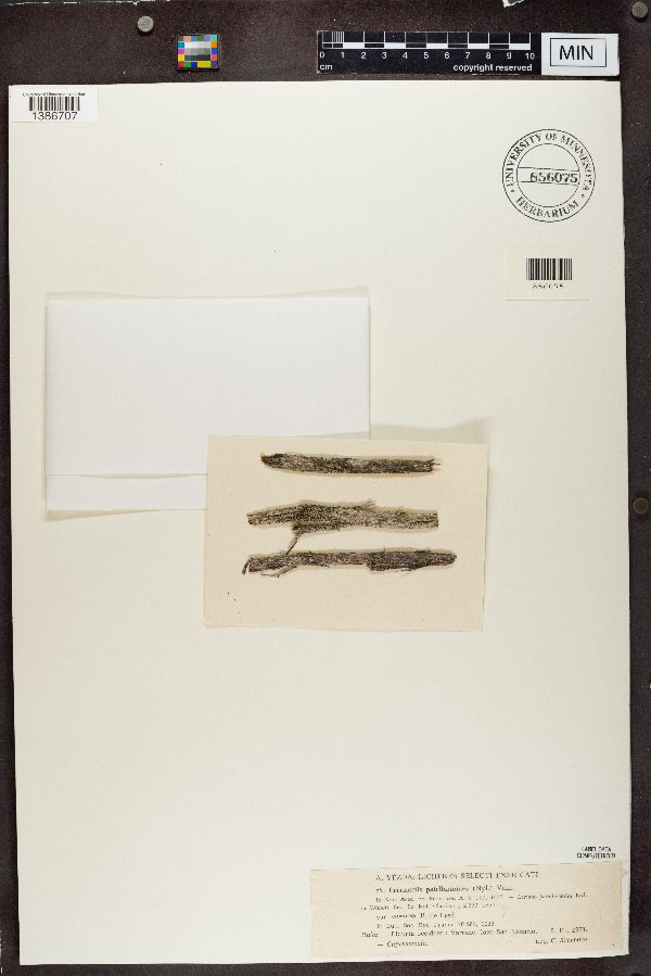 Lecanactis patellarioides var. convexa image
