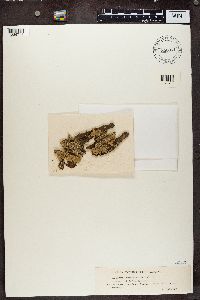 Canoparmelia crozalsiana image