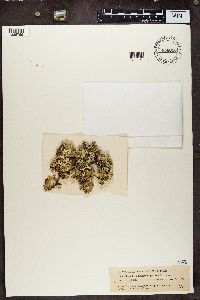 Cladonia endiviaefolia image