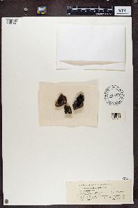 Enchylium conglomeratum image
