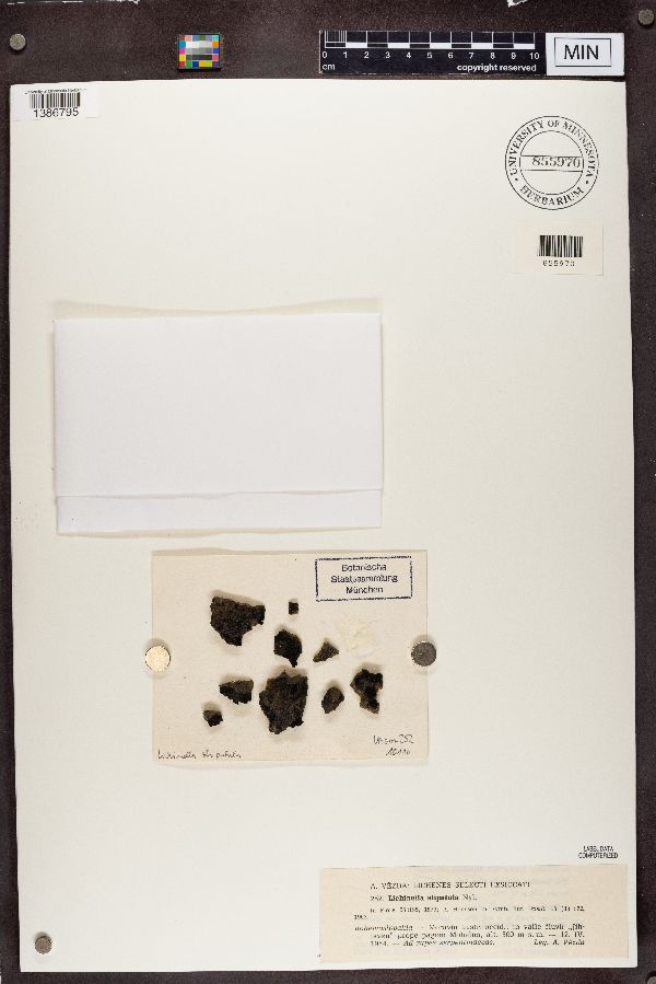 Lichinella stipatula image
