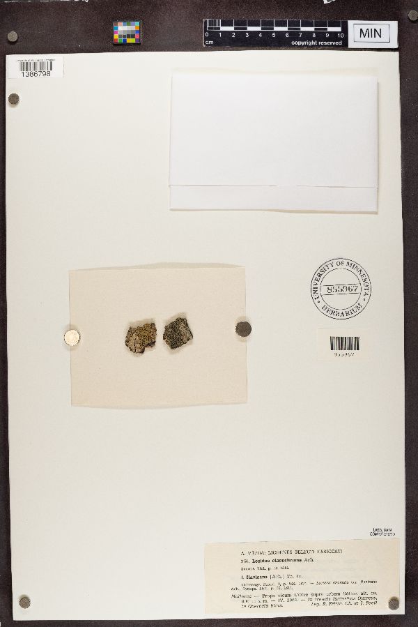 Lecidea elaeochroma f. flavicans image