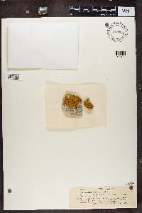 Xanthoria aureola image