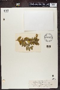 Physcia adscendens image