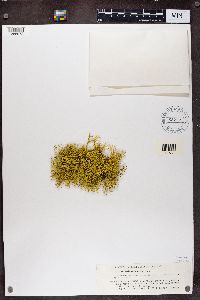 Letharia vulpina image