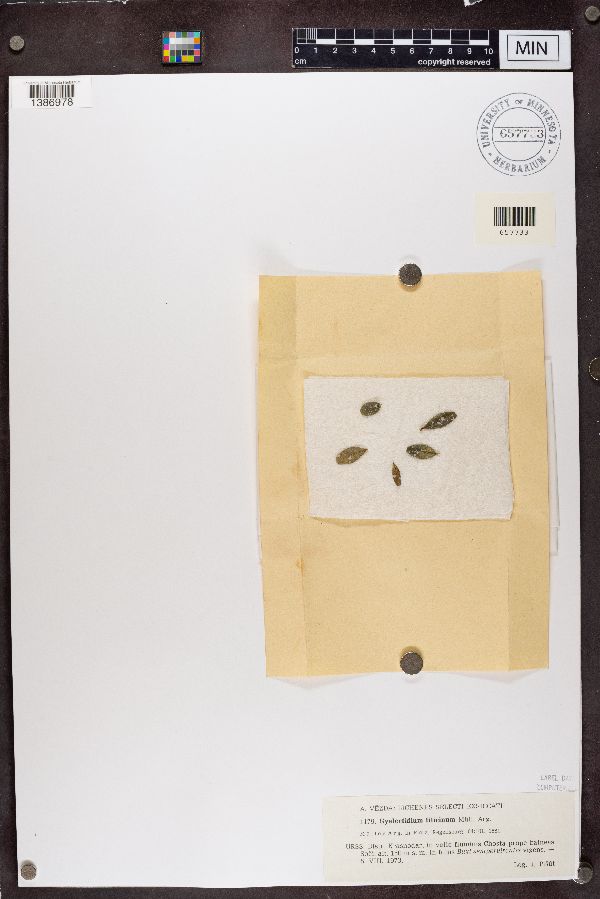 Gyalectidium filicinum image