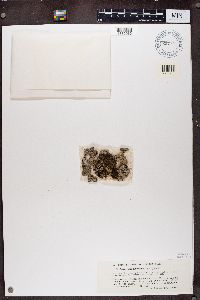 Anaptychia elbursiana image