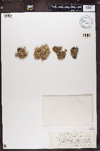Combea mollusca image