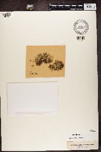 Cladonia stellata image