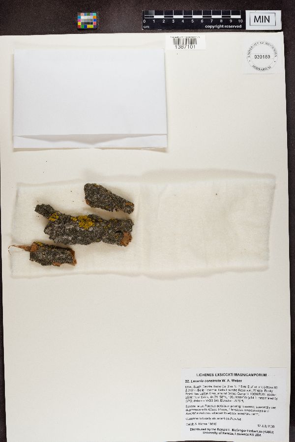 Lecania constricta image
