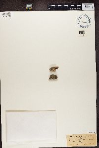Mycoblastus sanguinarius image