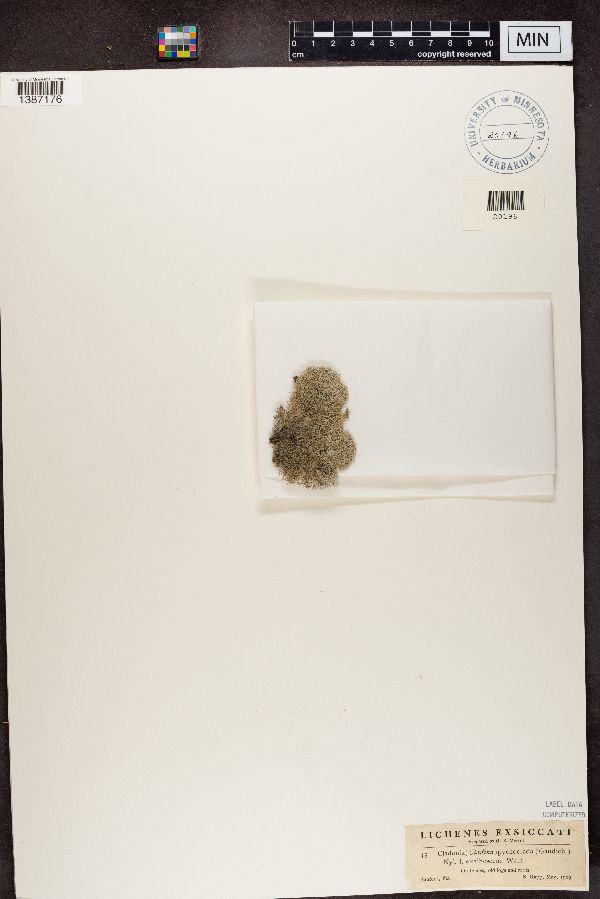 Cladonia pycnoclada f. exalbescens image