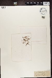 Pilophorus acicularis image