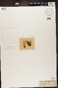 Cladonia carneola image