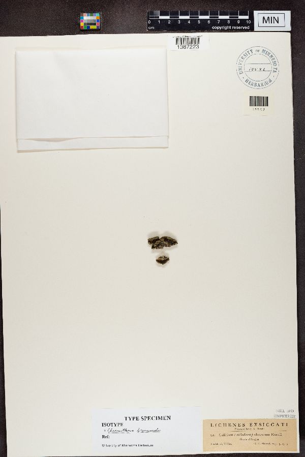 Calicium obscurum image