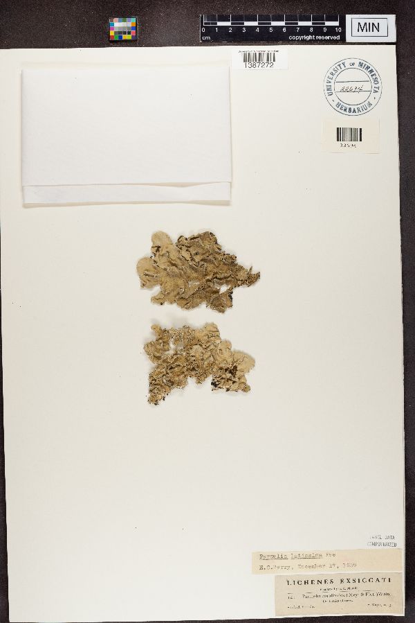 Leptogium coralloideum image