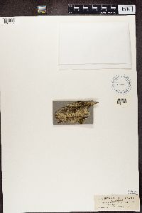 Naetrocymbe punctiformis image