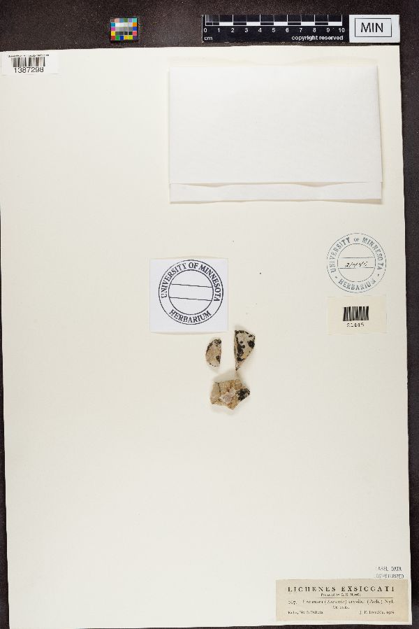 Lecania erysibe image