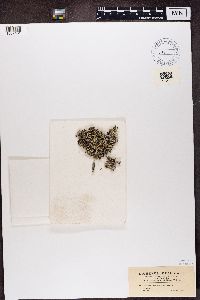 Cladonia pachycladodes image