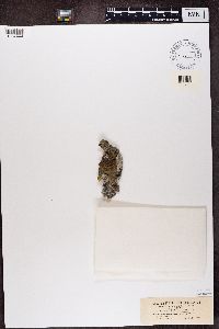 Caloplaca aurantiaca image