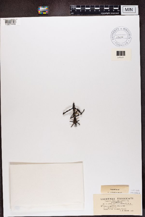 Cetraria image