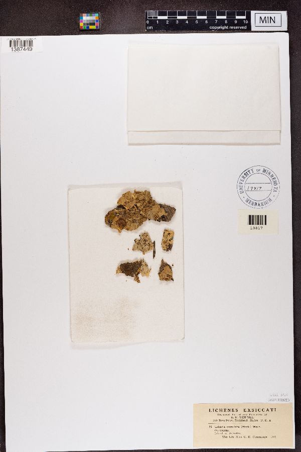 Lobariella crenulata image