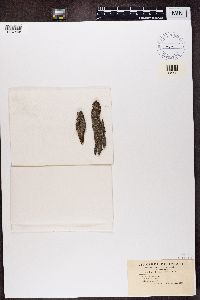Cladonia angustata image