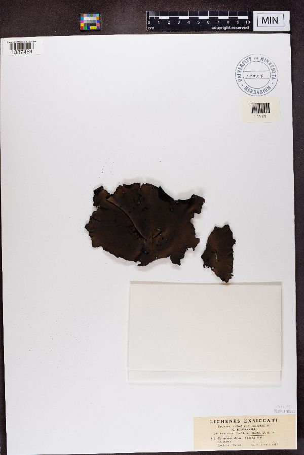 Gyrophora dillenii image