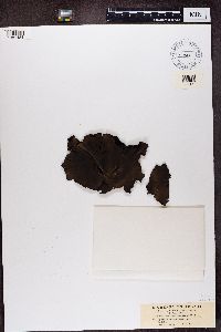 Umbilicaria mammulata image