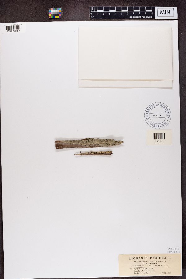 Pyrgillus javanicus image