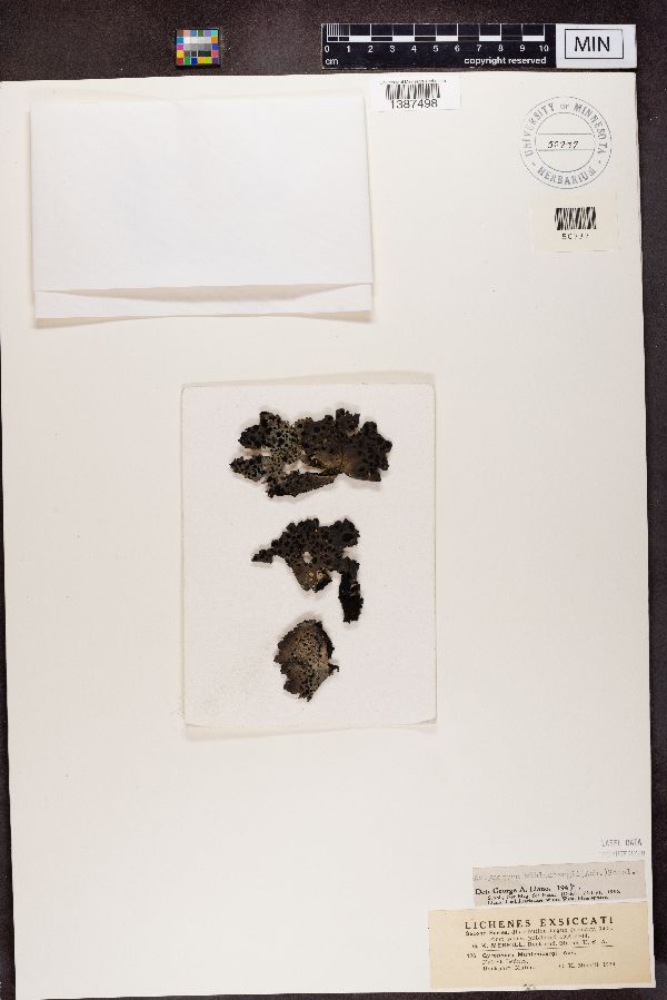 Gyrophora muhlenbergii image