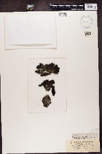 Umbilicaria muhlenbergii image