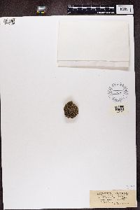 Cladonia strepsilis image