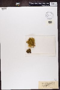 Letharia vulpina image