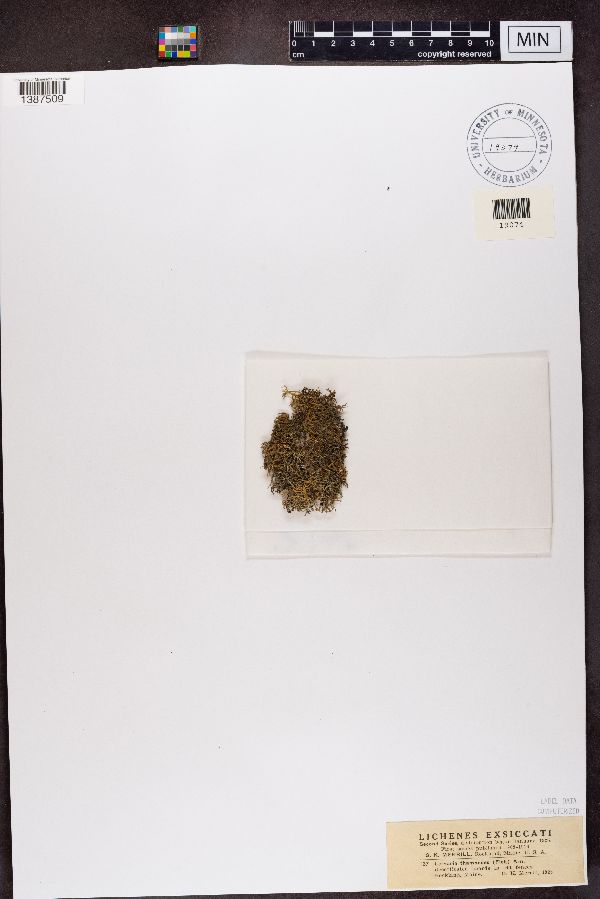 Letharia thamnodes image