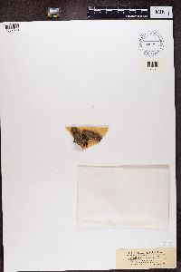 Baeomyces rufus image