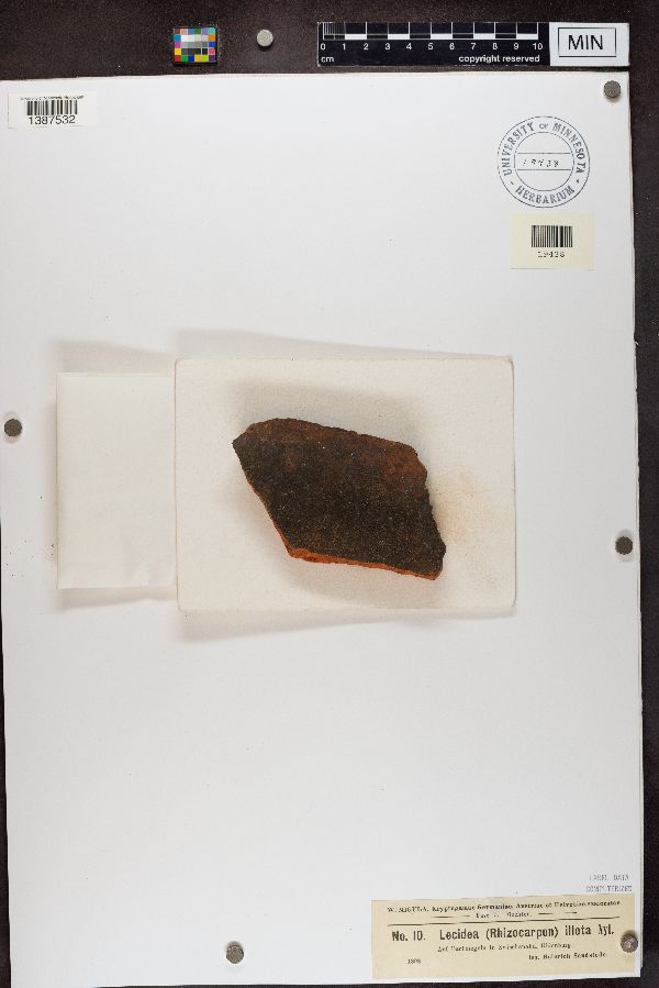 Lecidea illota image