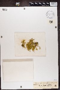 Evernia vulpina image