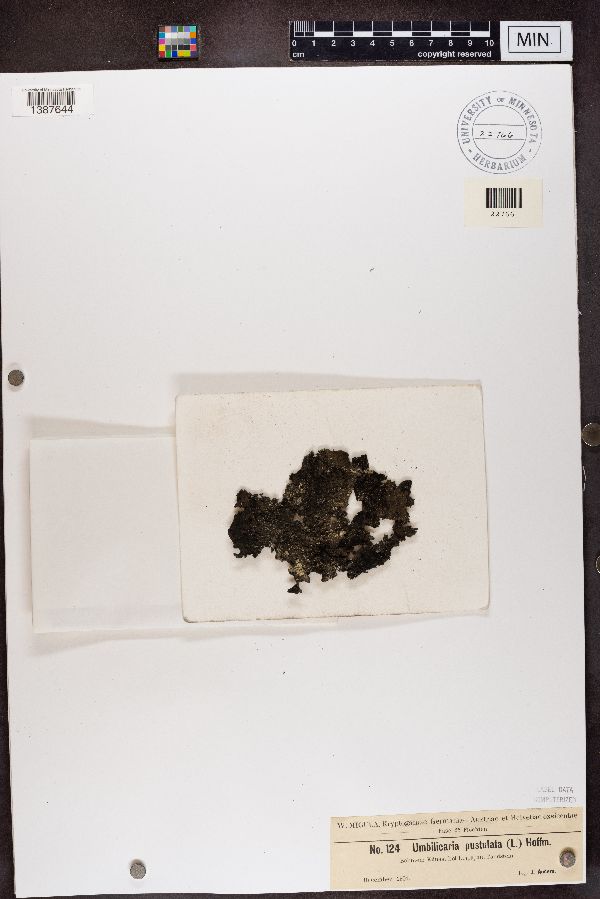 Lasallia pustulata image