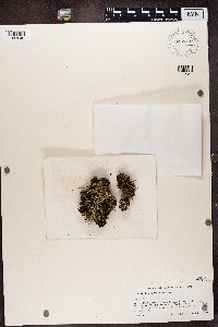 thumbnail image of current specimen