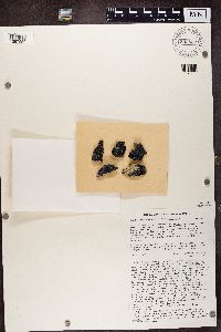 thumbnail image of current specimen